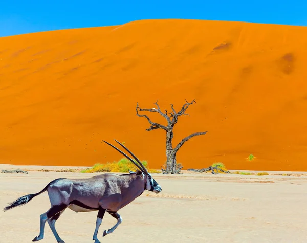 Oryx Antelope Dlouhým Rohem Majestátní Oranžové Duny Suché Jezero Sussussflay — Stock fotografie