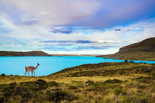 グアナコは南米に生息する野生のザトウガラスです アルゼンチン パタゴニア ロスグラシアレス自然公園 紺碧の水と冷たい山々と巨大な湖 — ストック写真