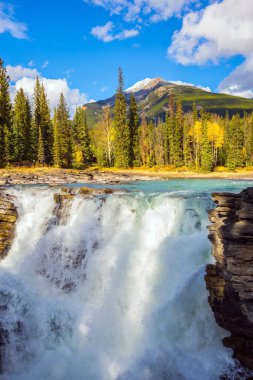 Muhteşem güçlü Athabasca Şelalesi, turistler arasında popülerdir. Kanada mı? Rocky Dağları 'nda Kızılderili yazı. Seyahat ve fotoğraf turizmi