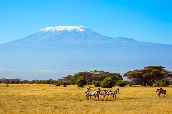Stado Uroczych Zebr Paski Wypasanych Podnóża Góry Kilimandżaro Wycieczka Rogu — Zdjęcie stockowe