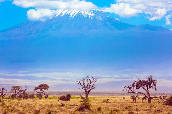 Egzotikus Kirándulás Afrikába Kenya Délkeleti Része Egyedülálló Amboseli Park Amboseli — Stock Fotó