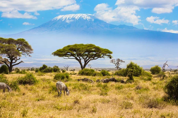 Para Zebr Pasących Się Stóp Kilimandżaro Wycieczka Rogu Afryki Afrykańska — Zdjęcie stockowe