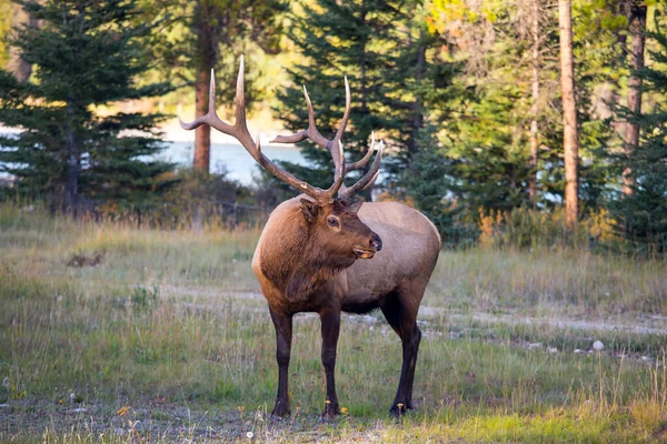 Grands Rennes Caribous Broutent Dans Forêt Chemin Terre Merveilleux Jour — Photo