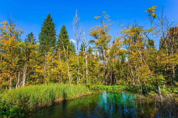 Den Genomskinliga Grunda Sjön Speglar Skogen Plitvicesjöarnas Park Kroatien Plitvicesjöarna — Stockfoto