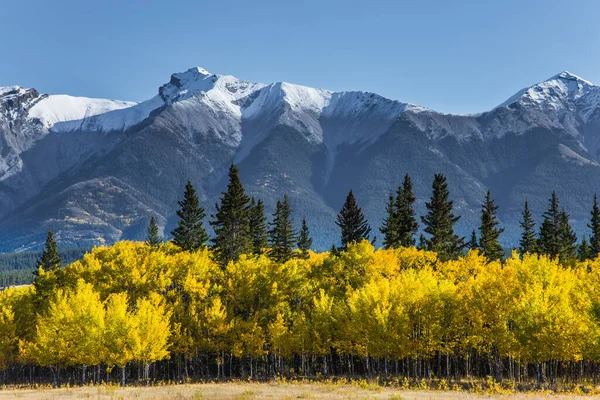 最初の雪はすでにピークに落ちています カナダの偉大なロッキー山脈 アブラハム湖の景勝地 鳥やアスペンの黄色の葉は緑の針葉樹と混合されます — ストック写真