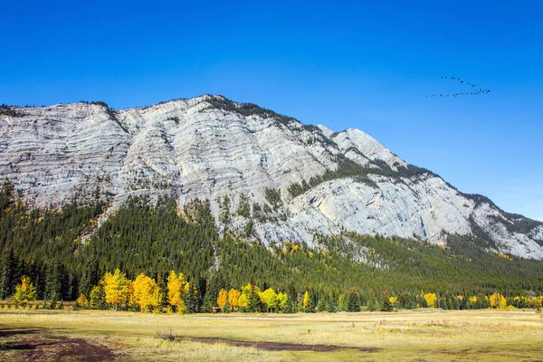 Büyük Kanada Kayalıkları Huş Kavak Ağaçlarının Sarı Yaprakları Yeşil Kozalaklılarla — Stok fotoğraf