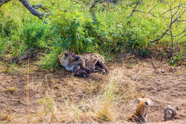 Parc Kruger Hyena Repéré Nourrit Ses Nouveau Nés Avec Son — Photo