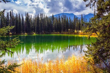Kozalaklı orman ve parlak sarı sonbahar otları suya yansıyor. Soğuk yeşil suyu olan küçük yuvarlak göl. Jasper Parkı. Kanada 'nın Rocky Dağları. Hint Yazı