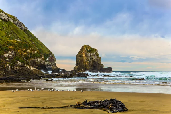 南岛太平洋海岸的食人鱼湾 宽阔的海滩 白色的沙子和蓝绿色的水 成群结队的白蚁在沙滩上休息 新西兰 积极和摄影旅游的概念 — 图库照片