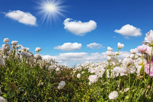 Malownicze Pole Kwitnącego Dużego Białego Ranunculus Jaskry Gorące Słońce Lekkie — Zdjęcie stockowe