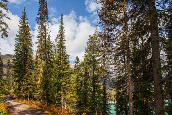 Canadese Rockies Canada Schilderachtig Zandpad Het Bos Vroeg Mistige Ochtendwandeling — Stockfoto