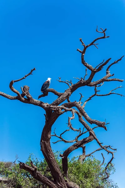Αμποσέλι Είναι Βιόσφαιρα Καταφύγιο Της Unesco Φαλακρός Αετός Παρατηρεί Περιβάλλον — Φωτογραφία Αρχείου