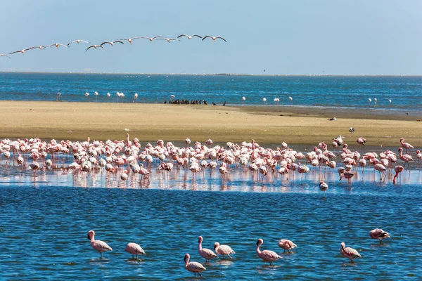 Atlantens Afrikanska Kust Vackra Rosa Fåglar Äter Och Tillbringar Tid — Stockfoto