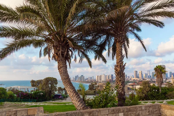 Magnificent Panorama Tel Aviv Sunset Palm Trees Hill Abrasha Park — Stock Photo, Image