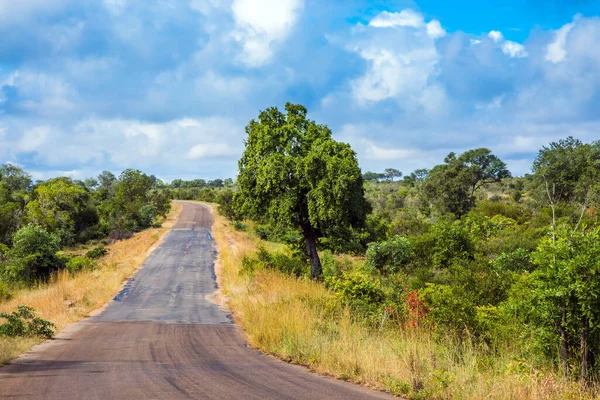 Güney Afrika Meşhur Kruger Park Hayvanlar Afrika Bozkırlarında Özgürce Yaşar — Stok fotoğraf