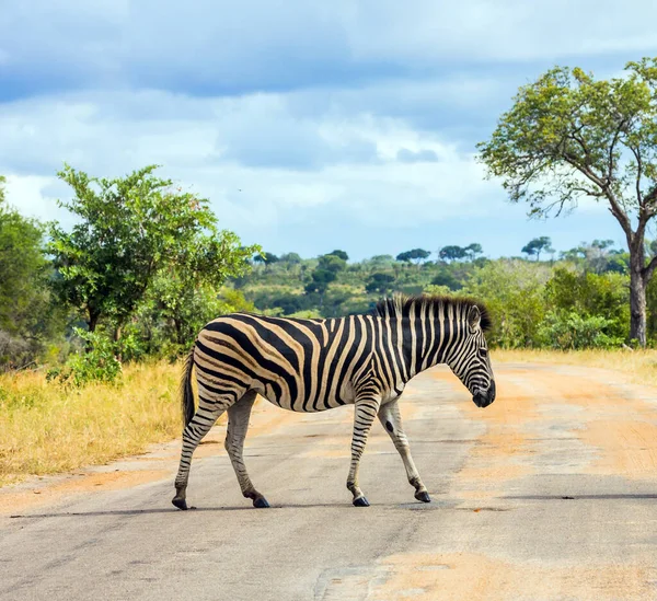 Savannah Zebra Przecina Wąską Drogę Parku Zwierzęta Żyją Poruszają Się — Zdjęcie stockowe