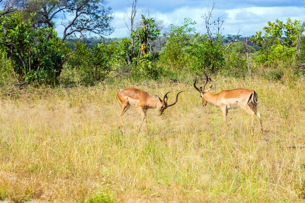 Duel of impala males after a harem of females. South Africa. The Kruger Park. Impala, or black-headed antelope graze in the green bushes. The concept of ecological and photo tourism