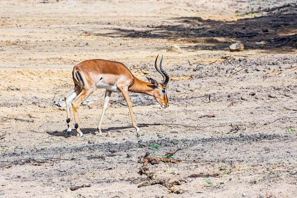 Gazela Thomson Safari Parque Nacional Masai Mara Quênia Conceito Ecológico — Fotografia de Stock