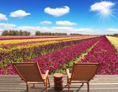 Tahta şezlong dinlenmek için çiçek tarlasının yanında duruyor. Çok renkli bahçe çiçekleri yetiştirmek için tarla. Botanik ve fotoğraf turizmi kavramı