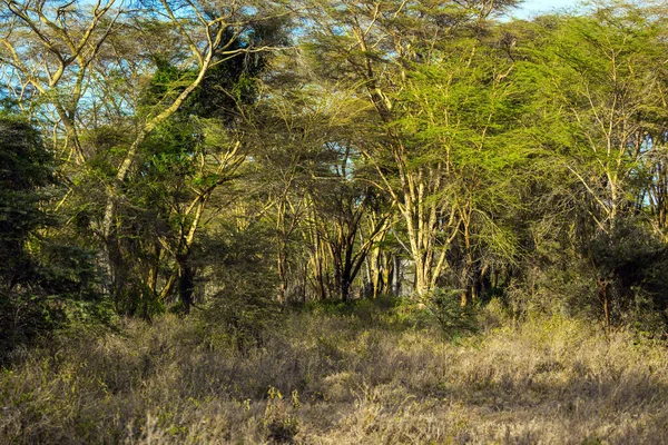 Kenia Woestijnacaciastruiken Aan Oevers Van Het Nakuru Meer Grote Rift — Stockfoto