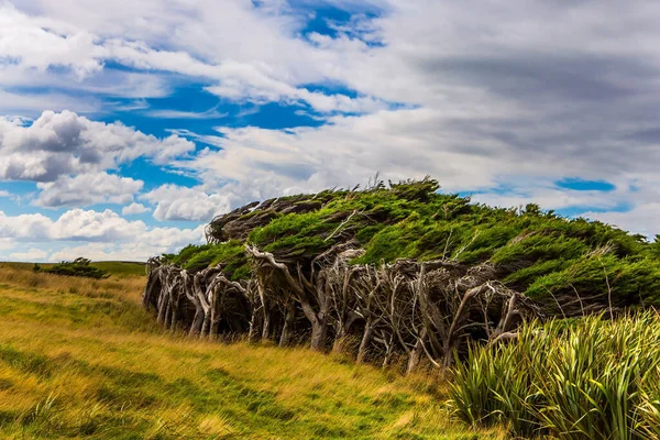 Bra Resa Till Nya Zeeland Natursköna Sydön Mulen Blåsig Dag — Stockfoto