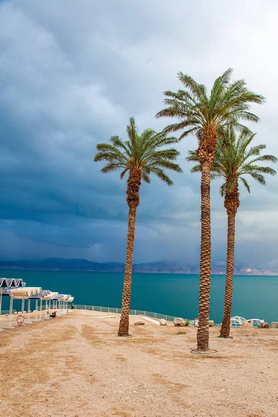 Palme Piegano Forte Vento Mar Morto Israele Spiaggia Pittoresca Con — Foto Stock