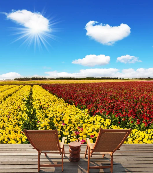 Tahta Şezlong Dinlenmek Için Çiçek Tarlasının Yanında Duruyor Çok Renkli — Stok fotoğraf