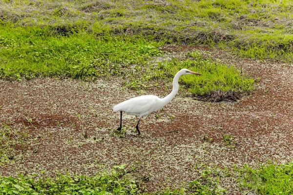 Egret Busca Presas Orilla Lago Amboseli Una Reserva Biosfera Por —  Fotos de Stock