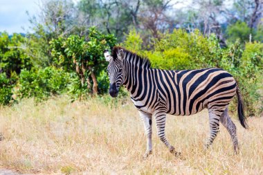 Zebra sarı çalılıklarda otluyor. Hayvanlar Afrika bozkırlarında özgürce yaşar ve hareket eder. Güney Afrika 'ya egzotik bir yolculuk. Meşhur Kruger Park. Egzotik ve fotoğraf turnuvası konsepti