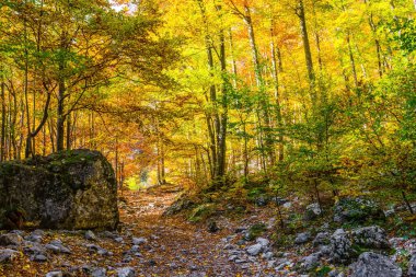  Dağlarda muhteşem bir altın sonbahar. Sıcak, güneşli bir gün. Kamensko 'daki 