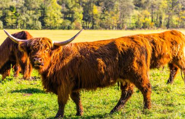 Resimli safkan İskoç inekleri çimenli bir çayırda otluyor. Logarska Vadisi, Slovenya. Dağlarda muhteşem bir altın sonbahar. Doğu Avrupa, Alpler. Güneşli bir gün