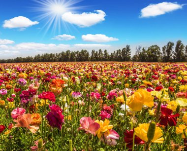 İsrail. Güzel bir bahar gününde sıcak güneş ve beyaz bulutlar. Çok renkli bahçe çiçekleri olan muhteşem bir halı. Ranunculus. Botanik, çevre ve fotoğraf turizmi kavramı