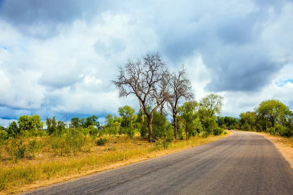 Güney Afrika Meşhur Kruger Park Turistler Için Asfalt Dar Yol — Stok fotoğraf