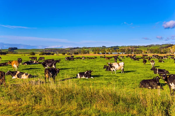 Grote Kudde Geprepareerde Koeien Grazen Groene Grasheuvels Boerderij Oogst South — Stockfoto