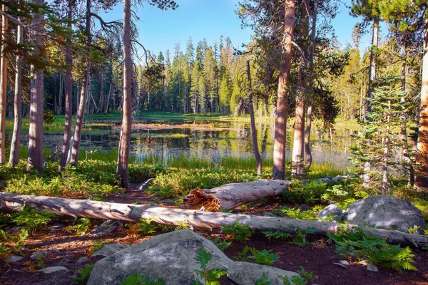 Lac Pittoresque Calme Dans Une Forêt Conifères Lever Soleil Route — Photo