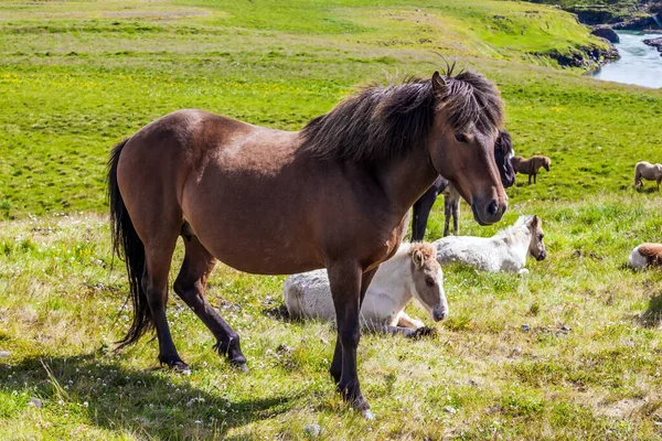 Manada Hermosos Amables Caballos Pastando Tundra Islandesa Hermosos Caballos Una —  Fotos de Stock