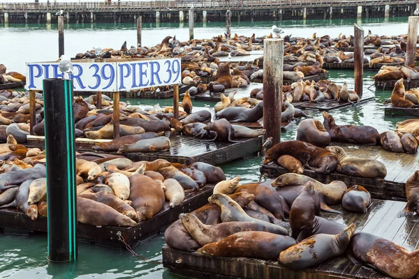 Pier San Francisco Hundreds Sea Lions Lie Wooden Platforms Pose — Stock Photo, Image