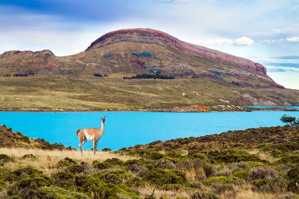 Argentina Patagonia Los Glaciares Natural Park Guanaco Wild Humpbacked Camel — Stock Photo, Image