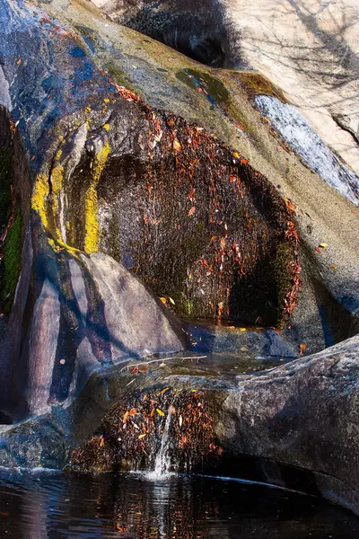 风景如画的石流 去美国旅行 该属的自然范围是北美洲的太平洋海岸 美国加利福尼亚红杉公园 — 图库照片
