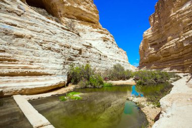 Kanyonda çimlerle kaplı sığ bir su birikintisi. İsrail. Ein Avdat Vadisi, Negev Çölü 'ndeki Qing Nehri tarafından kurulmuştur. Aktif ve fotoğraf turizmi kavramı