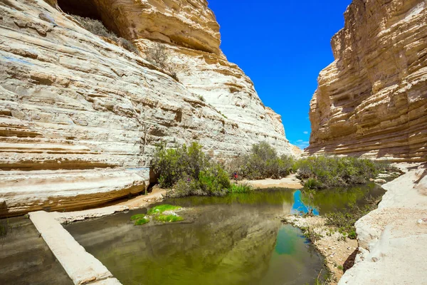 草で覆われた峡谷の浅い水たまり イスラエルだ アヴダトの峡谷はネゲヴ砂漠の清河によって形成されている アクティブと写真観光の概念 — ストック写真