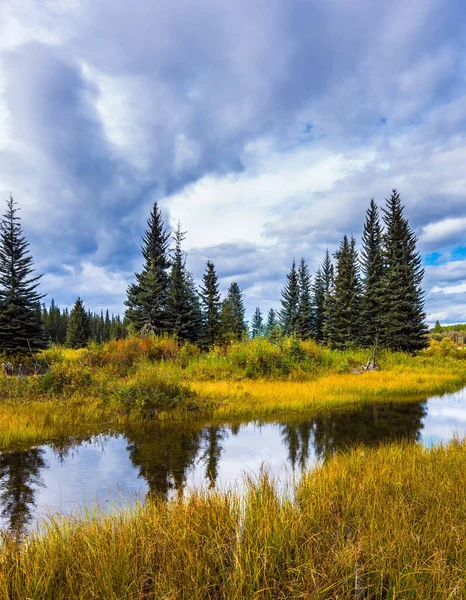 Picturesque Canadian Rockies Coniferous Evergreen Trees Wetland Yellow Dry Grass — Stock Photo, Image