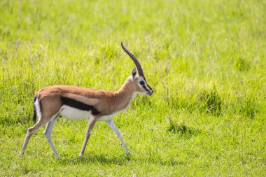 Zarif ışık gerçek bir antilop, Thomson 'un ceylanı. Afrika savanasına muhteşem bir gezi. Kenya 'daki Masai Mara Ulusal Parkı' nda Safari. Ekolojik, aktif ve fototürizm kavramı