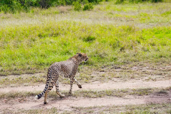 Drapieżne Ssaki Parku Masai Mara Gepard Chodzi Swobodnie Samochodowych Torach — Zdjęcie stockowe