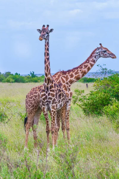 面白いシーンだ サバンナの緑の茂みの近くで 長い首を持つキリンの群れが放牧されています ジープサファリマサイマラ ケニア アクティブ 写真観光の概念 — ストック写真