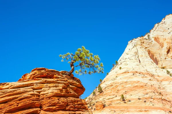 Célèbre Arbre Sautant Jerky Tree Sur Une Falaise Grès Rouge — Photo