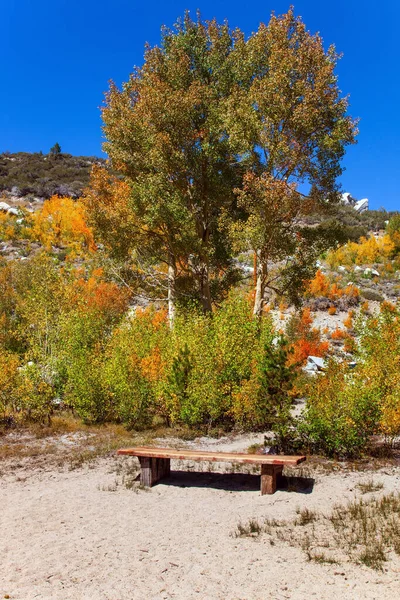 Outono Exuberante Montana Eua Laranja Amarelo Folhas Vermelhas Vidoeiros Aspenos — Fotografia de Stock