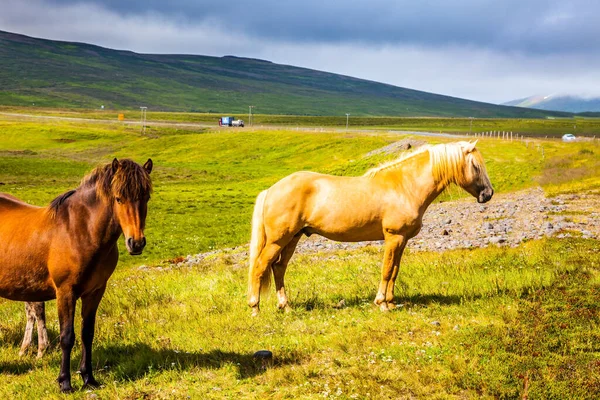 Fantastiskt Snälla Hästar Unik Isländsk Ras Gyllene Solnedgång Isländsk Sommartundra — Stockfoto