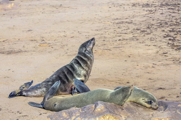 Colony of fur seals. Africa. Namibia. Cape Cross is the largest South African fur seal rookery in the world. Namibian Nature Reserve. Sunny cold and windy day. Zoological tourism concept