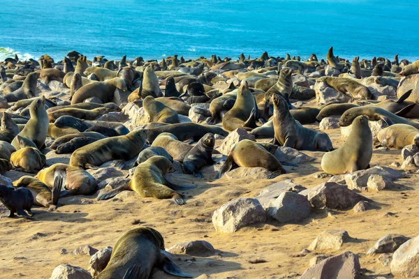 Колония Меховых Тюленей Атлантика Африка Намибия Кейп Кросс Является Крупнейшим — стоковое фото